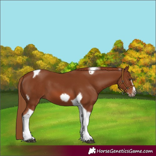 Horse Color:Chestnut Tobiano Frame 