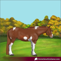 Horse Color:Chestnut Tobiano Frame