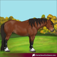 Horse Color:Gray Bay 
