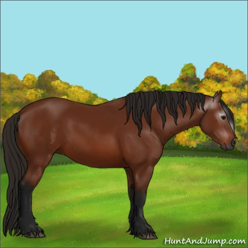 Horse Color:Gray Bay 