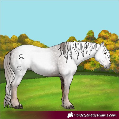 Horse Color:Gray Chestnut 