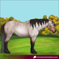 Horse Color:Gray Bay Roan