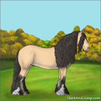 Horse Color:Buckskin 