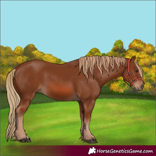 Horse Color:Chestnut 