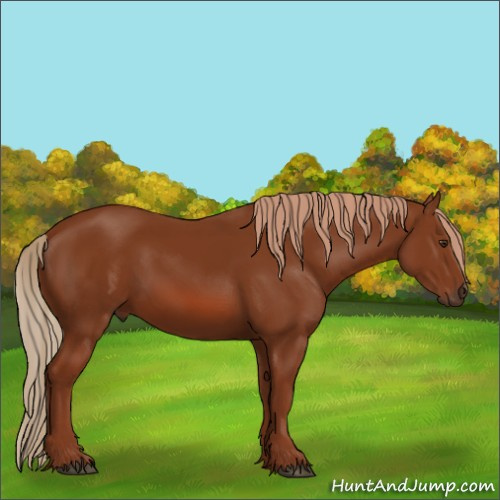 Horse Color:Chestnut 