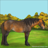 Horse Color:Buckskin 