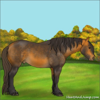 Horse Color:Buckskin 