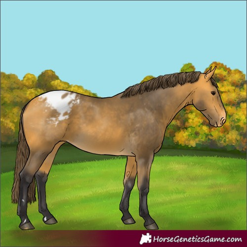 Horse Color:Buckskin Appaloosa 
