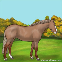 Horse Color:Red Dun Splash 