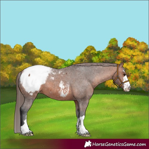 Horse Color:Bay Appaloosa 