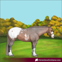 Horse Color:Bay Appaloosa 