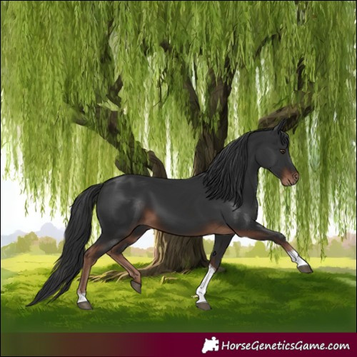 Horse Color:Liver Chestnut Tobiano