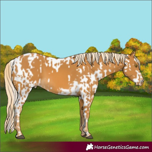 Horse Color:Palomino Appaloosa and Palomino