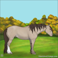 Horse Color:Classic Champagne Dun 