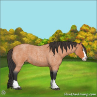 Horse Color:Bay Roan Splash 
