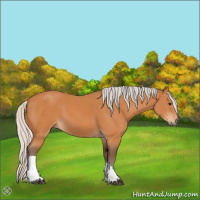 Horse Color:Silver Bay 