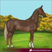 Horse Color:Chocolate Palomino Tobiano 