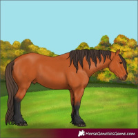 Horse Color:Bay 