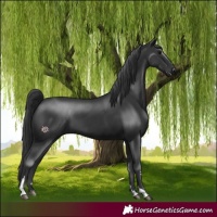 Horse Color:Black 
