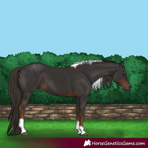 Horse Color:Liver Chestnut Tobiano