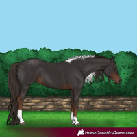 Horse Color:Liver Chestnut Tobiano 
