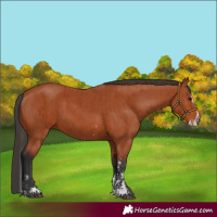 Horse Color:Bay Sabino Rabicano  and Bay Sabino Splash Rabicano 