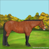 Horse Color:Bay Sabino Rabicano  and Bay Sabino Splash Rabicano 