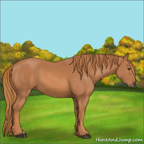 Horse Color:Chestnut Rabicano