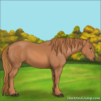 Horse Color:Chestnut Rabicano 