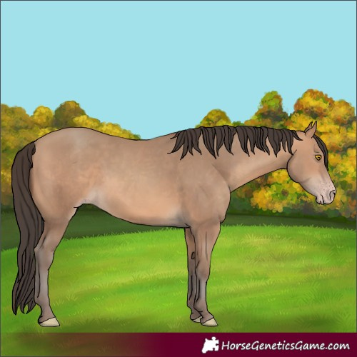 Horse Color:Amber Champagne 