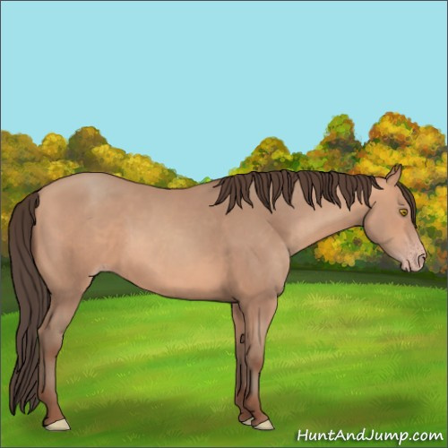 Horse Color:Amber Champagne 