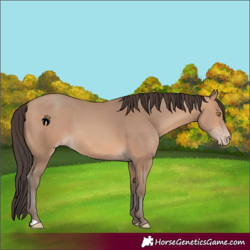 Horse Color:Amber Champagne 