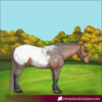 Horse Color:Bay Appaloosa