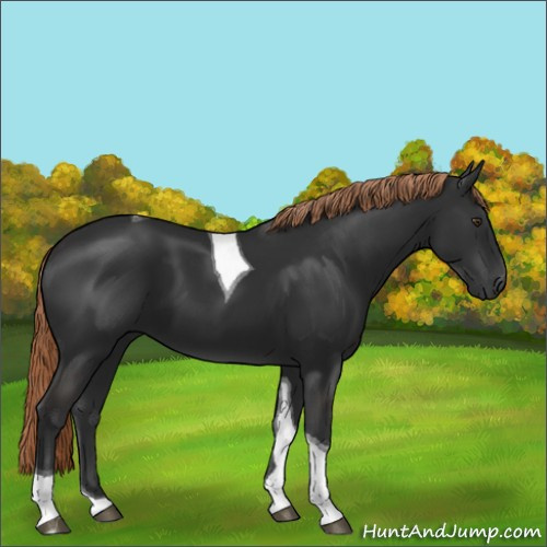 Horse Color:Liver Chestnut Tobiano 