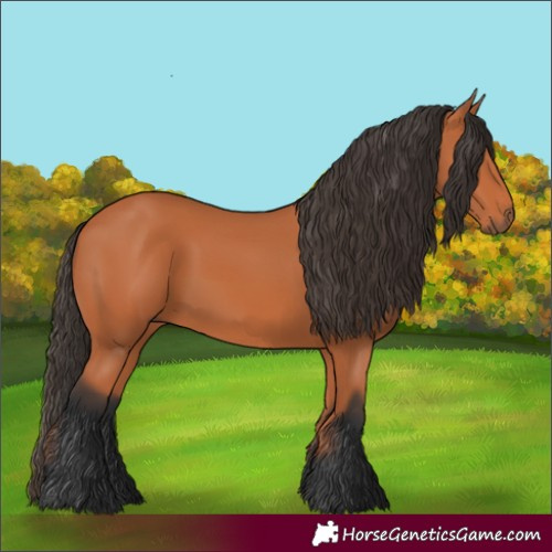Horse Color:Bay 