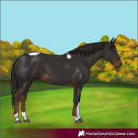 Horse Color:Liver Chestnut Tobiano 