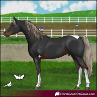 Horse Color:Liver Chestnut Tobiano 