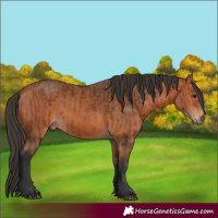 Horse Color:Bay  and Bay 