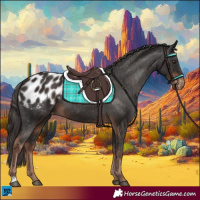 Horse Color:Liver Chestnut Appaloosa 