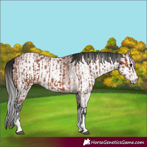 Horse Color:Bay Sabino Rabicano and Gray Bay Sabino Rabicano