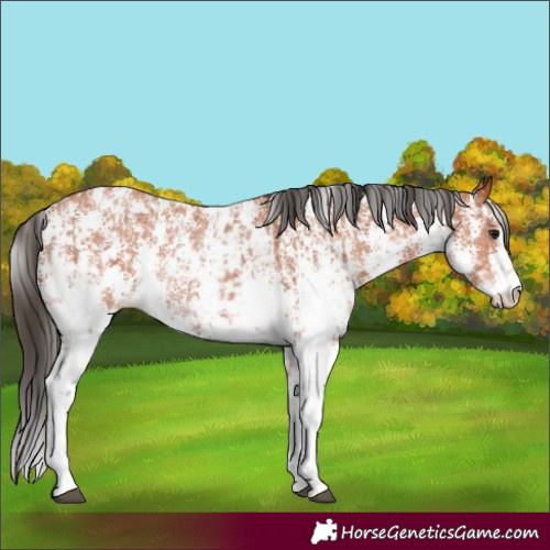 Horse Color:Bay Sabino Rabicano and Bay Sabino Rabicano
