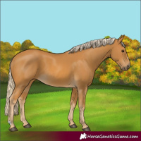 Horse Color:Palomino 