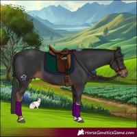 Horse Color:Liver Chestnut Tobiano 