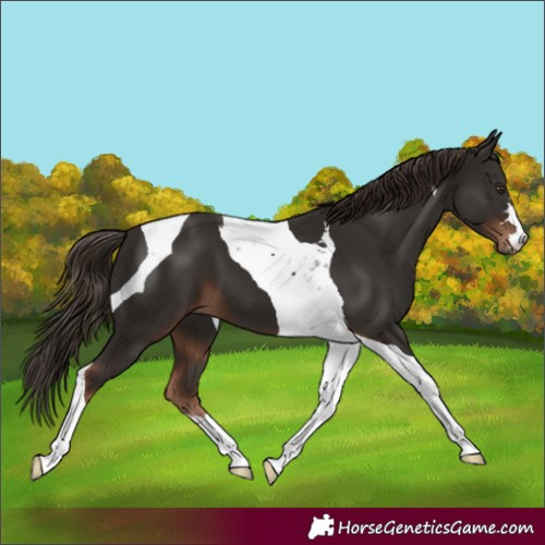 Horse Color:Liver Chestnut Tobiano 