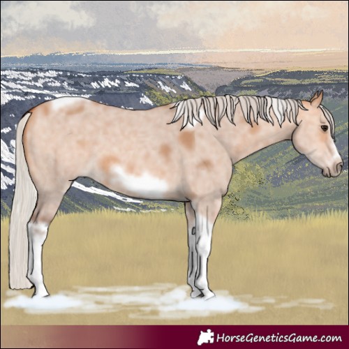 Horse Color:Silver Bay Dun Sabino Tobiano Frame Rabicano 