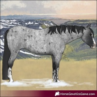 Horse Color:Blue Roan Sabino Splash  and Blue Roan Sabino Splash 