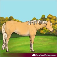Horse Color:Palomino 
