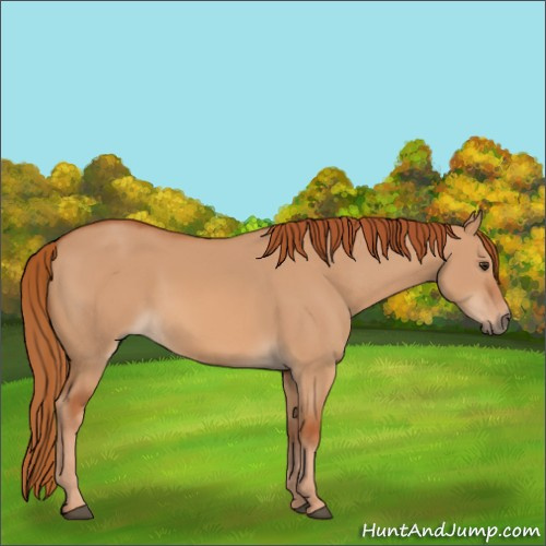 Horse Color:Red Dun
