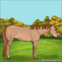 Horse Color:Red Dun 
