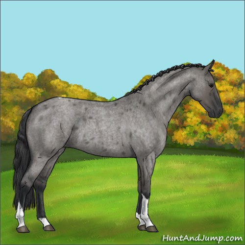 Horse Color:Grullo Roan Tobiano 
